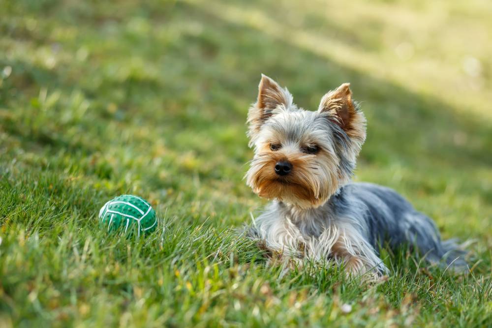 Cute small yorkshire terrier is lying on a green lawn outdoor, no people with green ball
